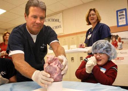 美专家称两年后人类可移植猪心脏(图)