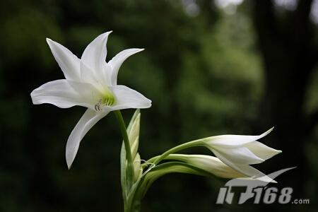 佳能450D配适马18-125mm防抖头实拍欣赏(3)