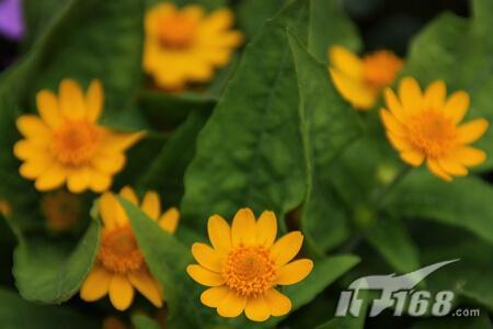 佳能450D配适马18-125mm防抖头实拍欣赏(4)