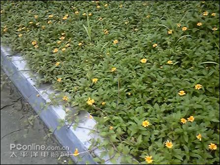 �۷�֮������520������SH906i����(8)