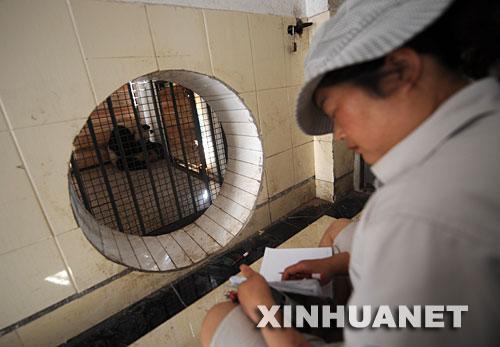 卧龙大熊猫产下地震后首对双胞胎(图)