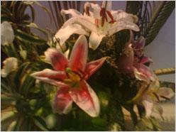 �ֻ�Ҳ�����O2ǿ�������»�Vista����(9)