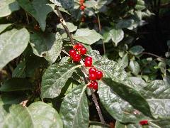 全方位讲解三星蓝调NV100HD完全评测(14)