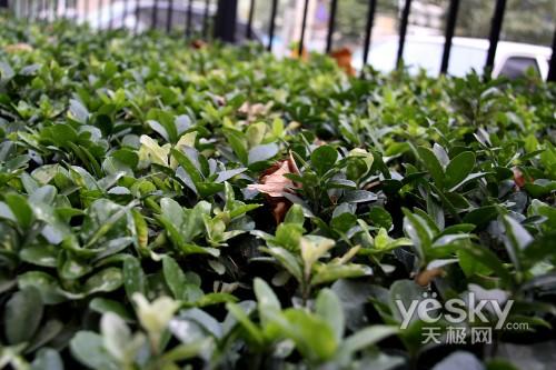 一镜走天下佳能强悍指标EOS50D评测(5)