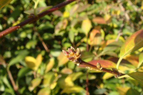 92万像素触摸屏卡片索尼T700真机评测(13)