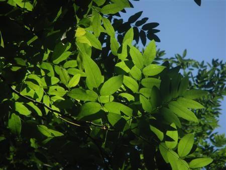 大屏触控720P高清拍摄索尼T500评测(9)
