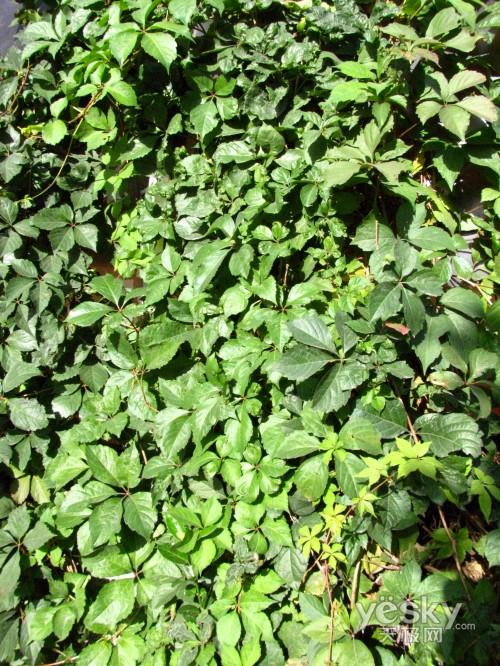 长焦防抖皆全能佳能SX110IS功能评测(10)