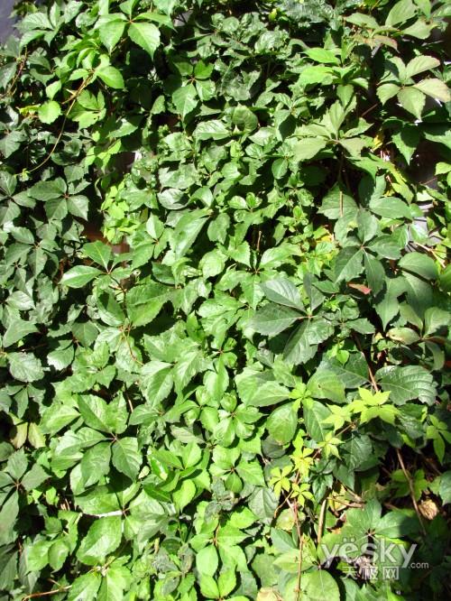 长焦防抖皆全能佳能SX110IS功能评测(9)