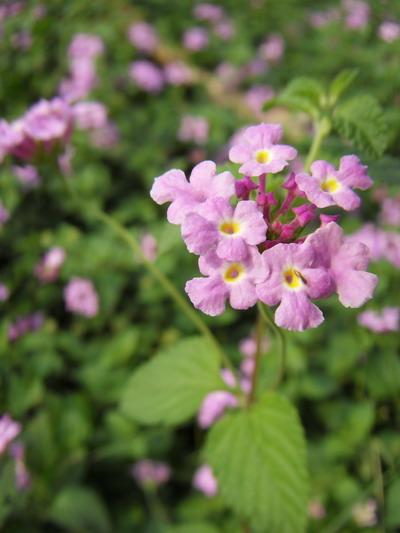 不一样的潮流风尚DC5x光变三星蓝调NV9详细评测