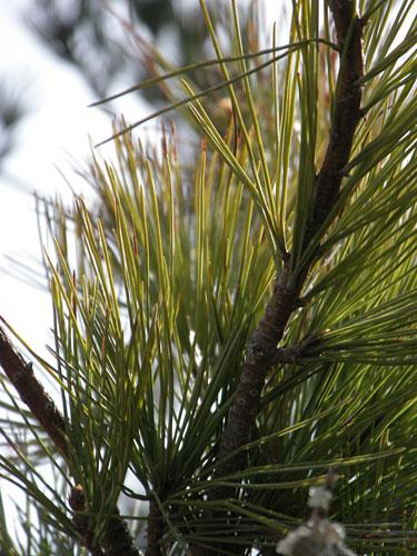 新添美颜功能奥林巴斯7X光变μ7000评测(7)