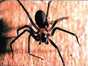 瘫痪男子被剧毒蜘蛛咬后双腿恢复知觉