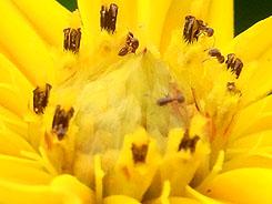 高速连拍便携长焦优秀理光CX1详尽评测(5)