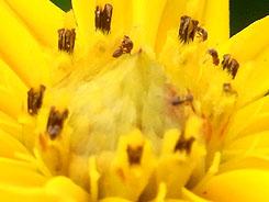 高速连拍便携长焦优秀理光CX1详尽评测(5)