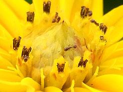 高速连拍便携长焦优秀理光CX1详尽评测(5)