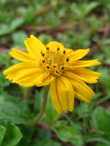 高速连拍便携长焦优秀理光CX1详尽评测(11)