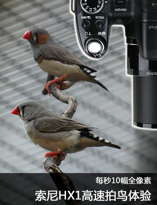 每秒10幅全像素 索尼HX1高速拍鸟体验_数码