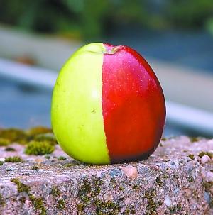 英国发现罕见苹果:一半绿色一半红色(图)