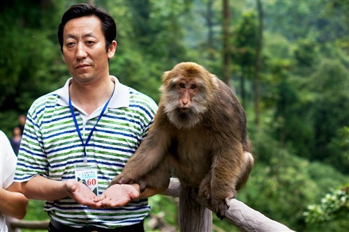 四川峨眉山游记：最霸道最无赖的猴子