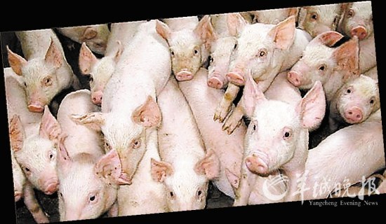 日本进行人兽杂交胚胎实验 科学家究竟图什么