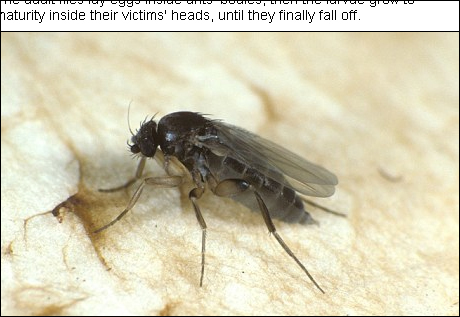 泰国发现世界最小苍蝇如细盐粒寄生蚂蚁头部