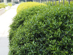 M4/3С�����񾵰��ְ�˹45mm/F1.8����