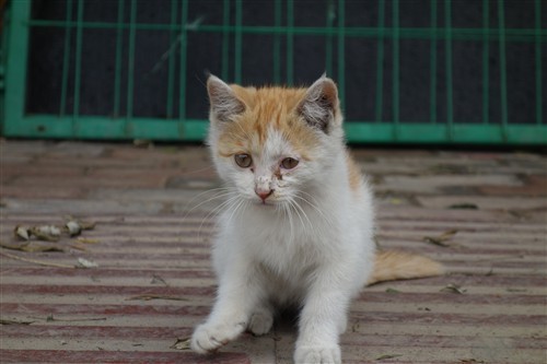 最便携的专业备机索尼黑卡RX100解析(2)