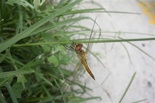 最便携的专业备机索尼黑卡RX100解析(2)