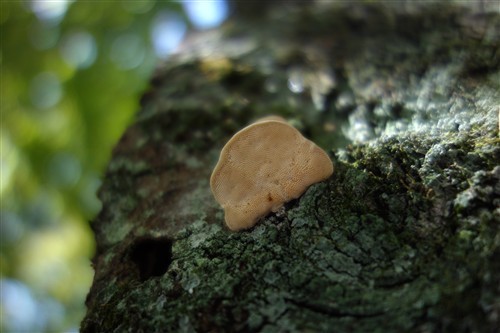 最便携的专业备机索尼黑卡RX100解析(2)