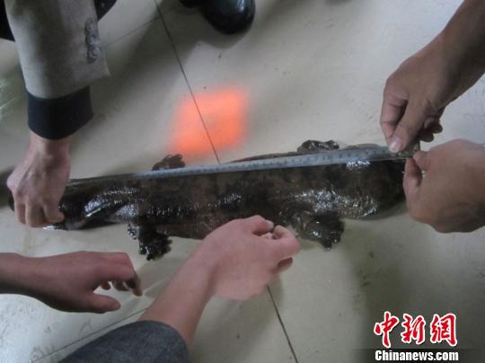甘肃兴隆山林区发现尺寸罕见野生娃娃鱼(图)