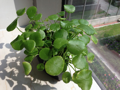 iPhone5/4S/С��2/I9300�������ŶԱ�(2)