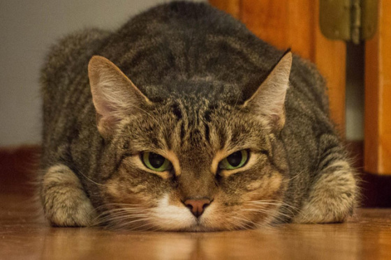 喵星人亲身示范不同镜头焦距的表现效果|焦距