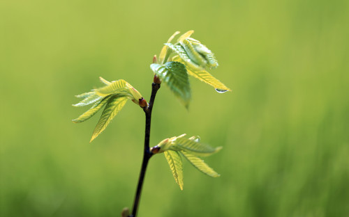 绿色植树节 树苗主题装扮生机盎然win8桌面