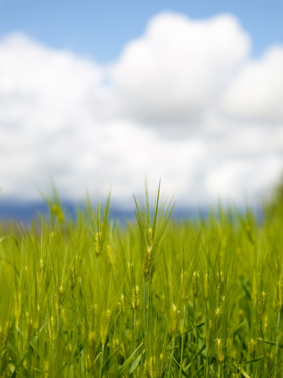 中画幅摄影基础篇:数码后背入门(4)