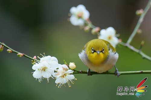 14个绝妙摄影要点 全方位揭秘拍鸟技巧(3)|拍摄
