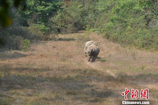 非洲白犀牛云南普洱首次散放撒欢奔跑憨态可掬