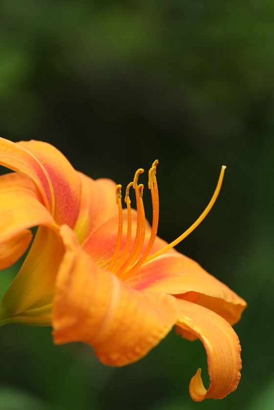 旁轴范的长焦 富士XF 55-200镜头海外体验|配