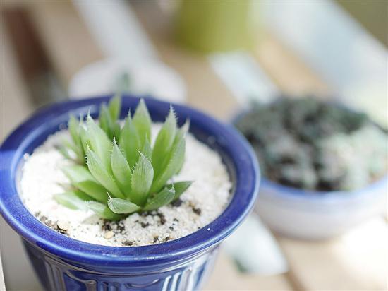 记录生活中的花花草草尼康D3200体验