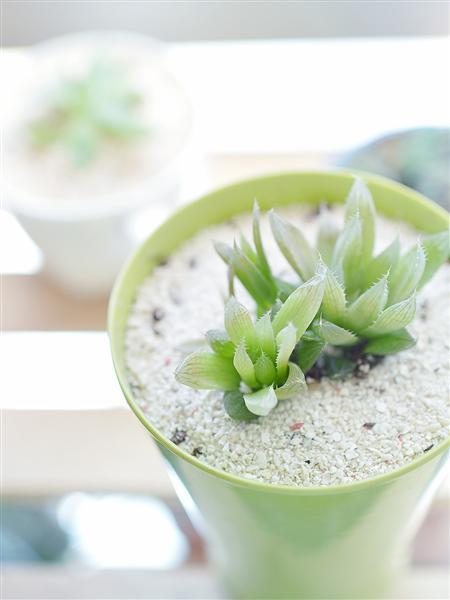 记录生活中的花花草草尼康D3200体验