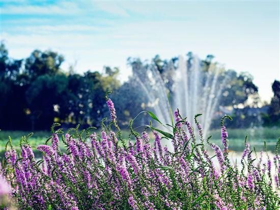 记录生活中的花花草草尼康D3200体验