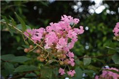 �ڿ�����΢���¾�����RX100�Ա�NEX5R