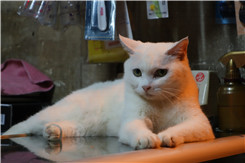 �ڿ�����΢���¾�����RX100�Ա�NEX5R