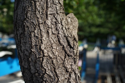 锐度更高细节更美 索尼黑卡RX1R评测