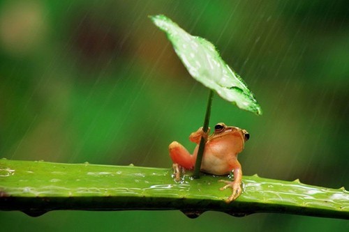 挡雨的青蛙