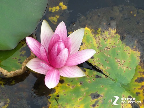 三星新摄会再出发 慢游行摄古蕴成都