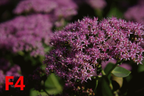 索尼vario-tessar t* e 16-70mm f4 za oss镜头70mm端各档光圈背景