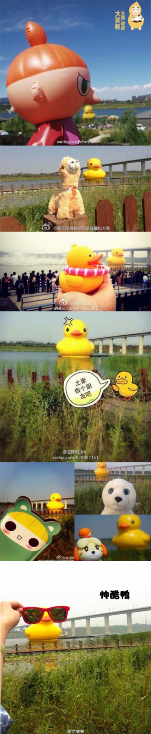 大黄鸭移驾颐和园十一观鸭行摄攻略(2)