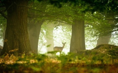 森林清晨的微光 童话系意境摄影作品赏