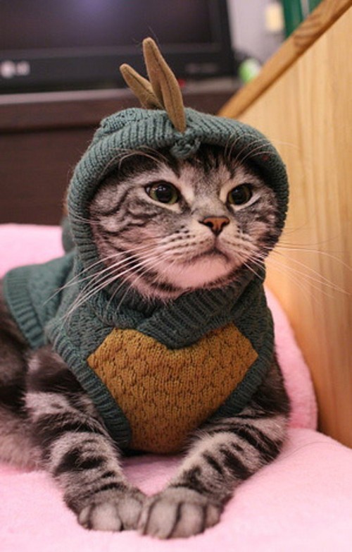 晒晒自家宠物的拉风装备 搞笑摄影图赏