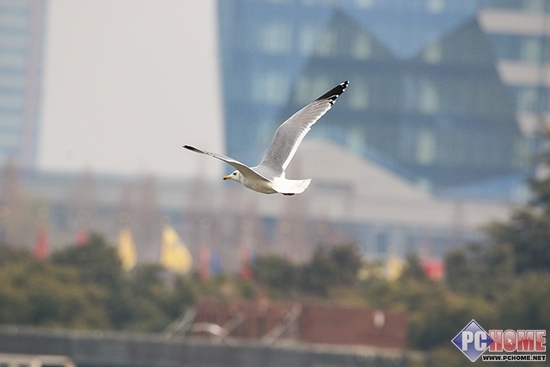 火箭筒打遍天下 腾龙150-600mm镜头评测(10)