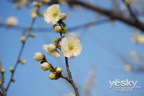 优质时尚完美结合 索尼微单A6000首发评测